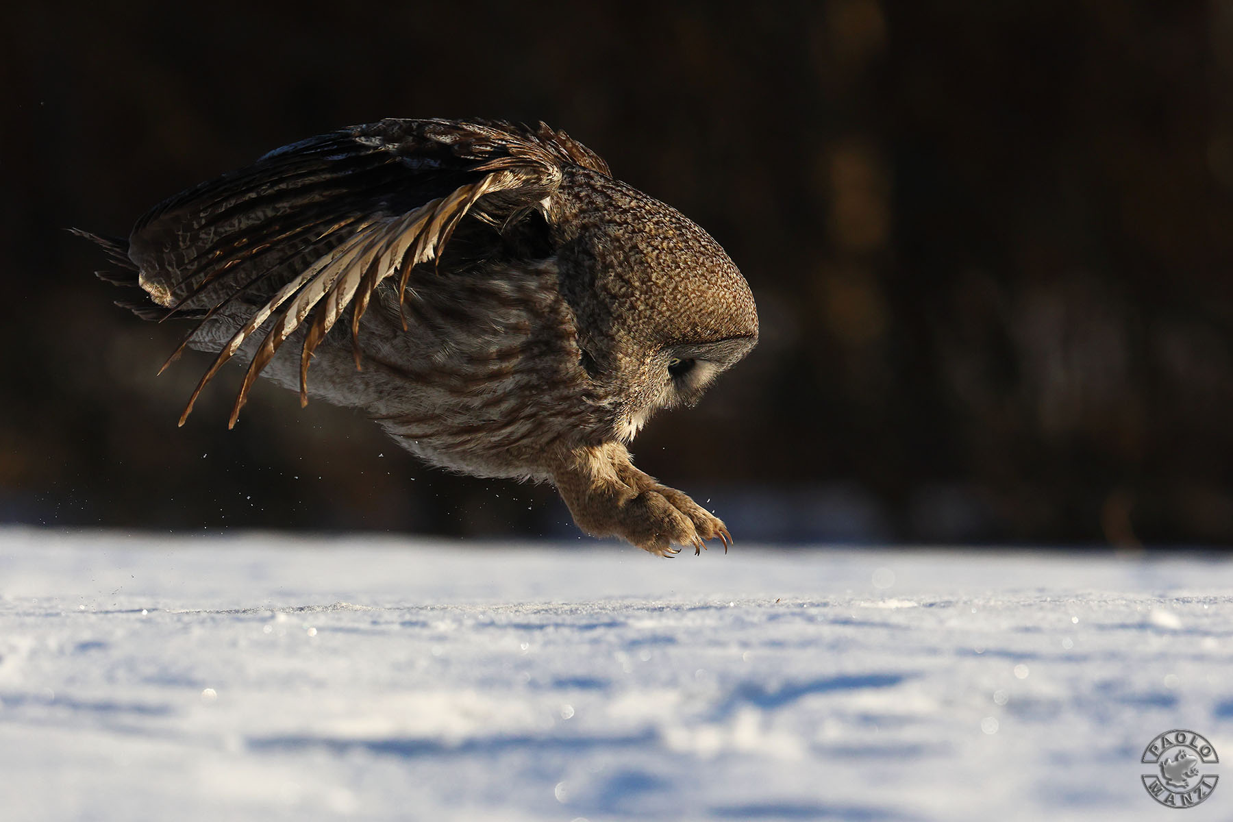 Lapland Owl