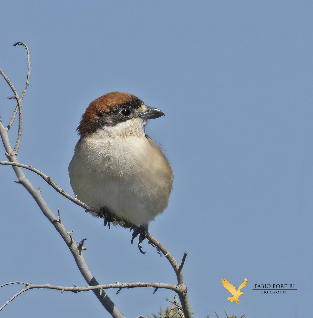 woodchat shrike