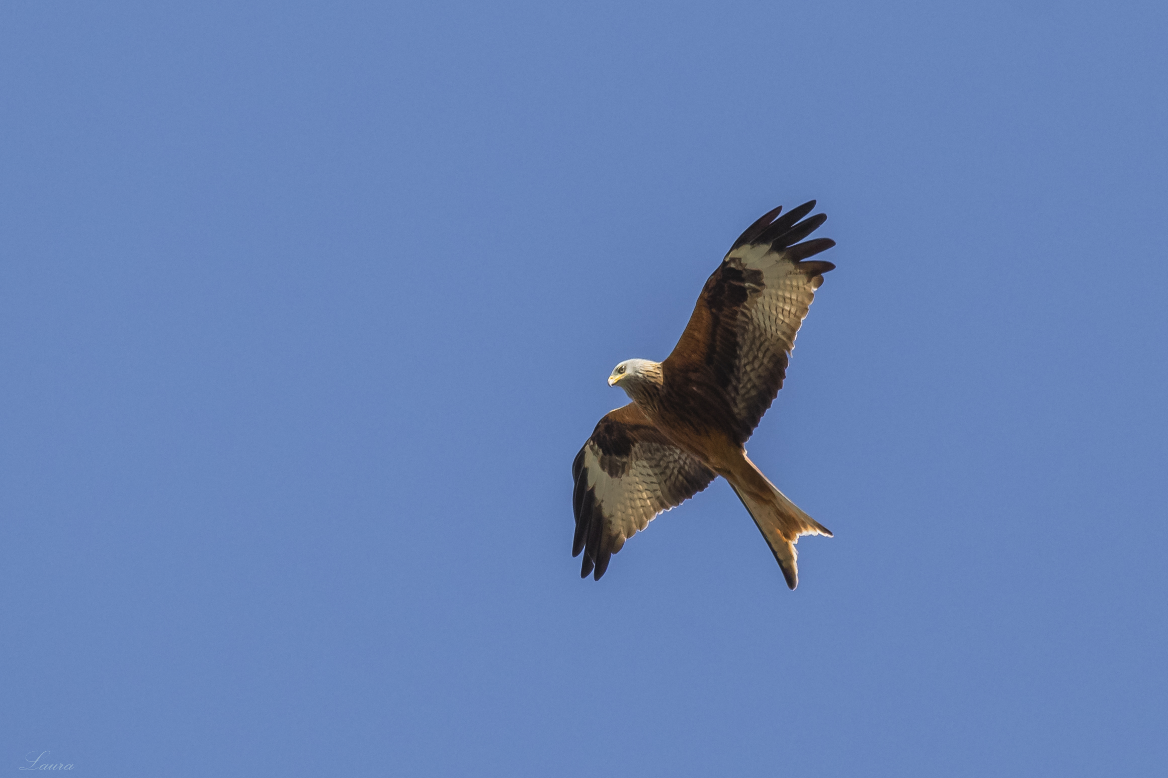 Red kite