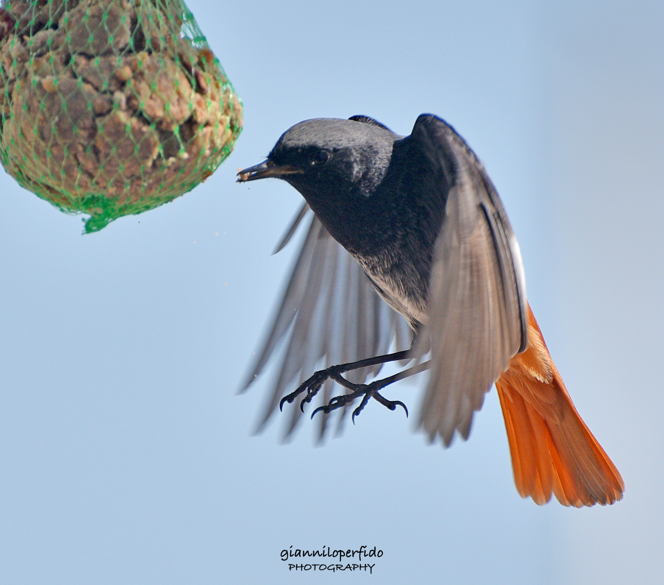 Codirosso spazzacamino