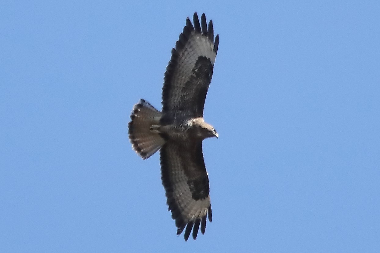 Buzzard 24-03-2022