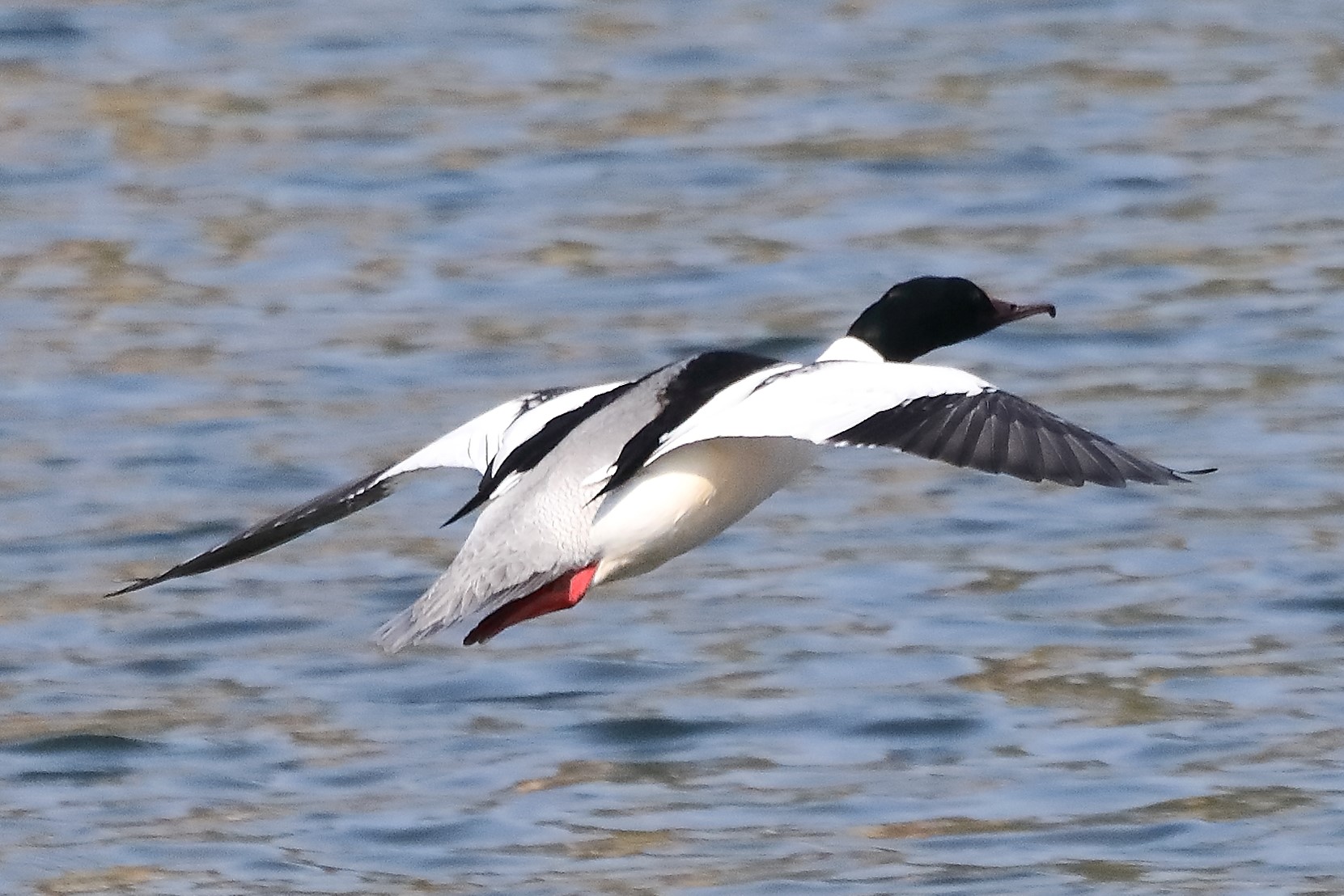merganser M 28-03-2022