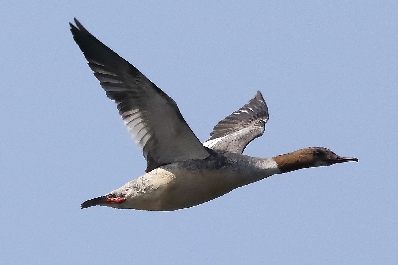 merganser F 28-03-2022