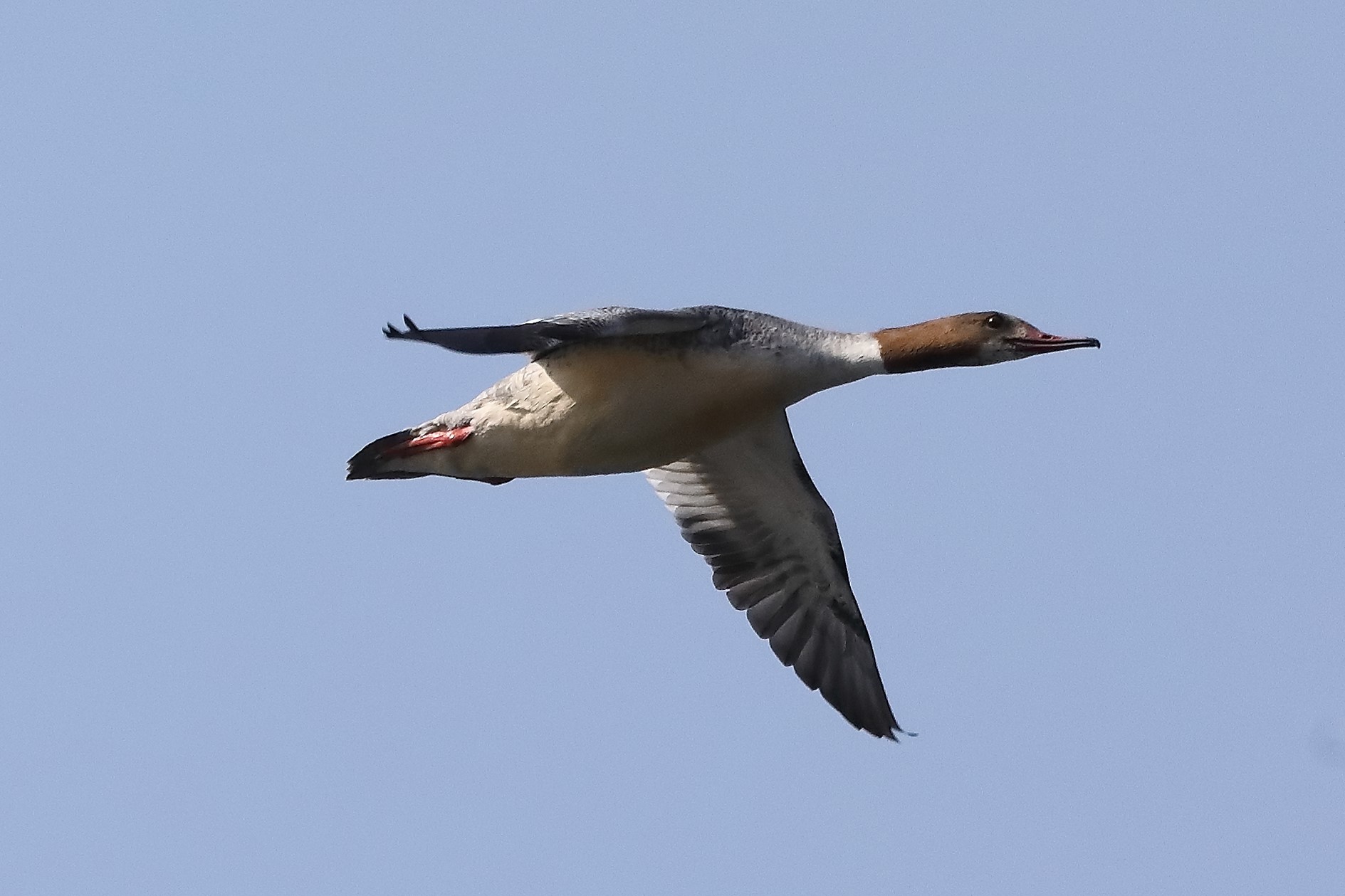 merganser F 28-03-2022