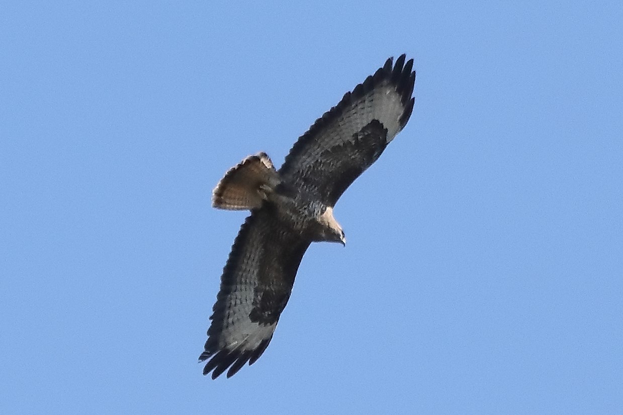 Buzzard 24-03-2022