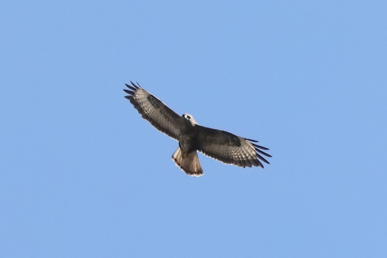 Buzzard 24-03-2022