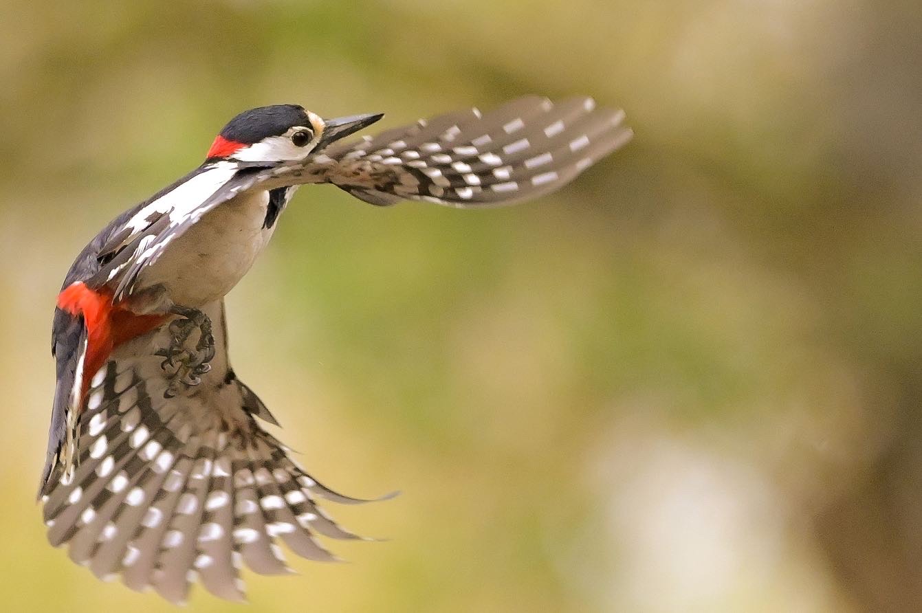 Greater red woodpecker