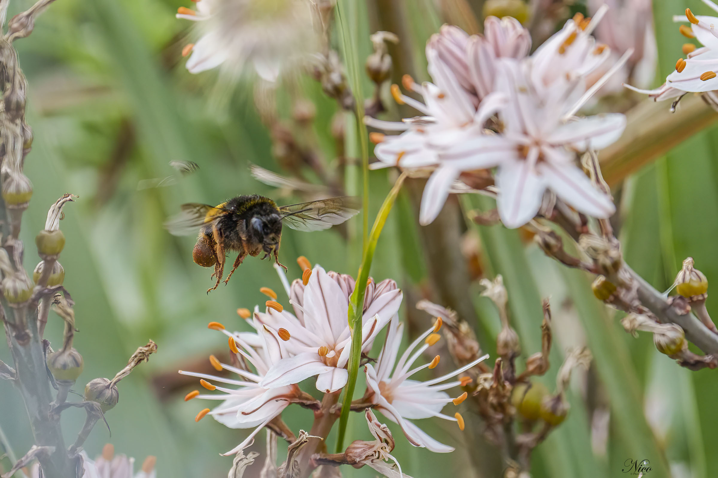 Bombo a pieno carico