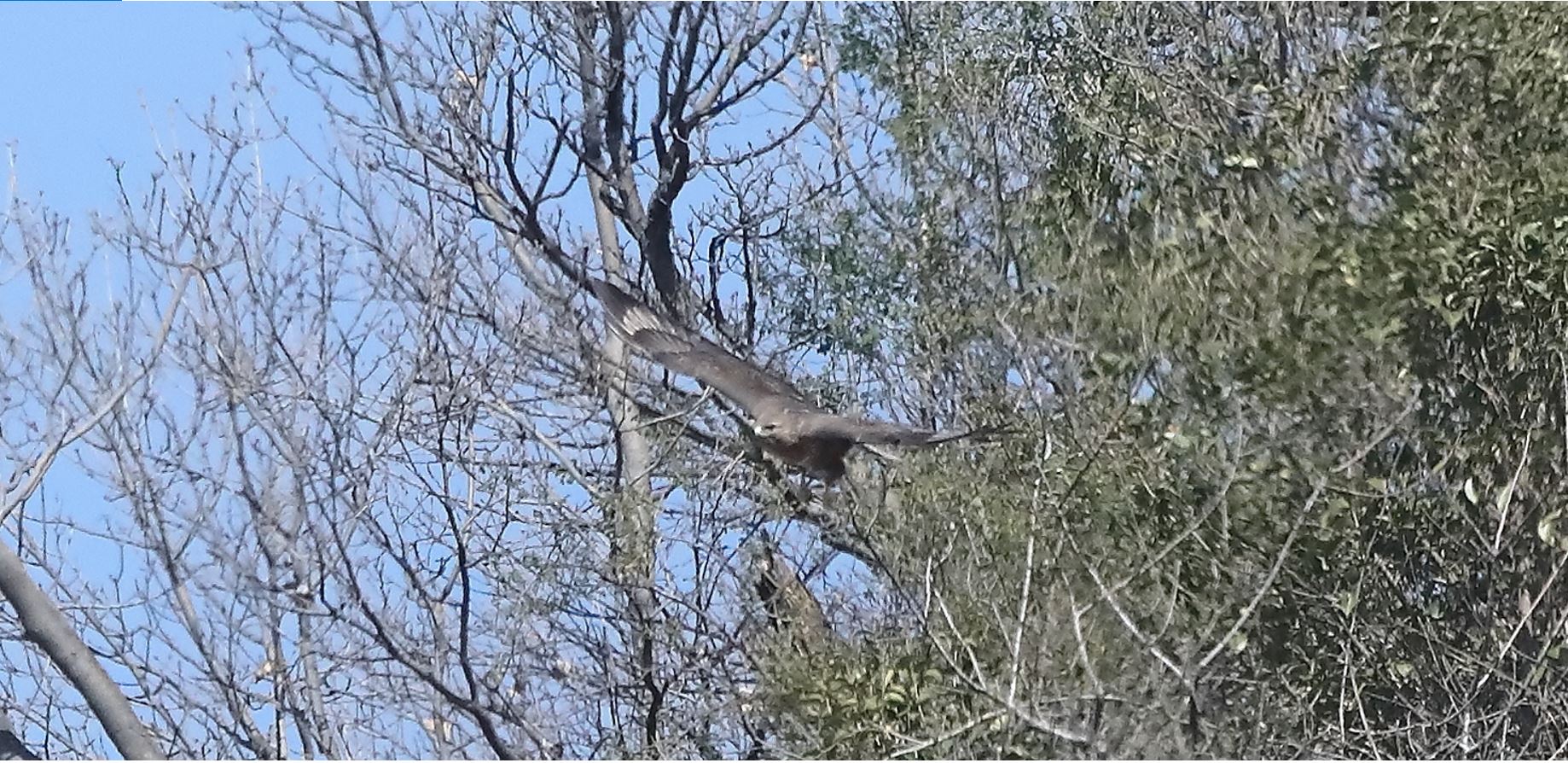 Buzzard 25-03-2022
