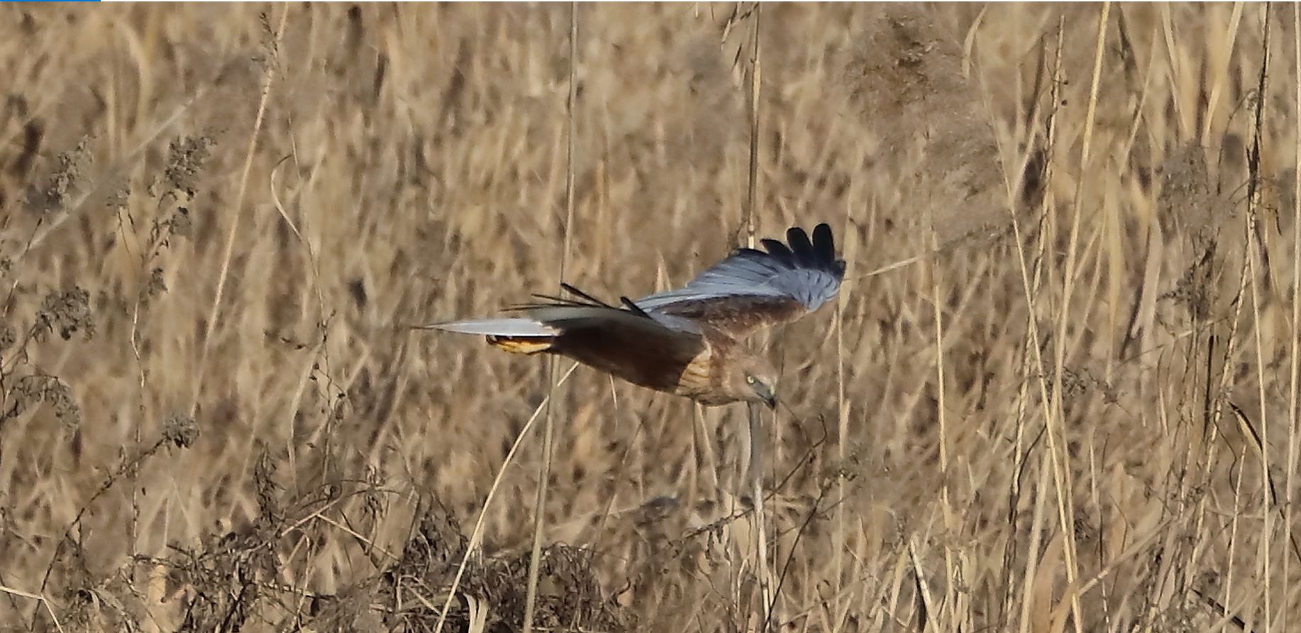 marsh falcon 18-01-2022