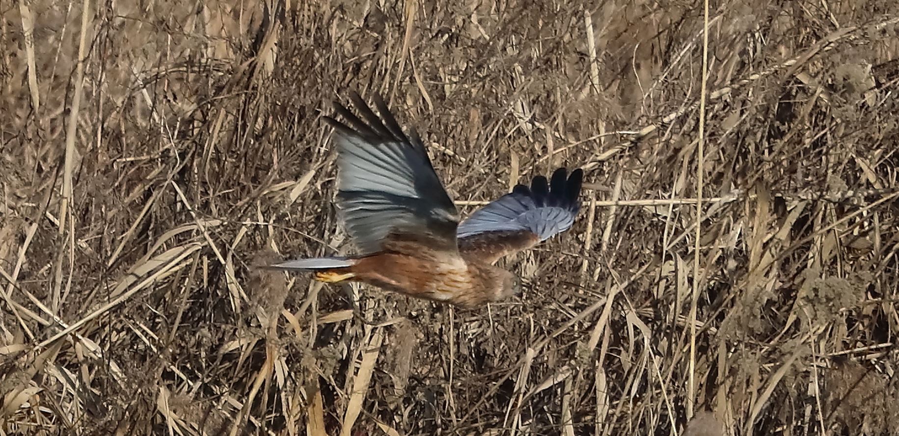 marsh falcon 18-01-2022