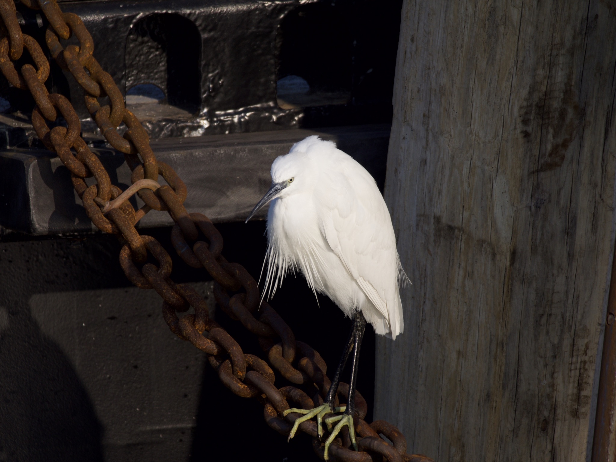 Seafaring Egret