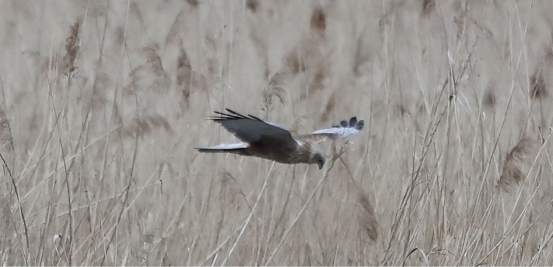marsh falcon 04-04-2020