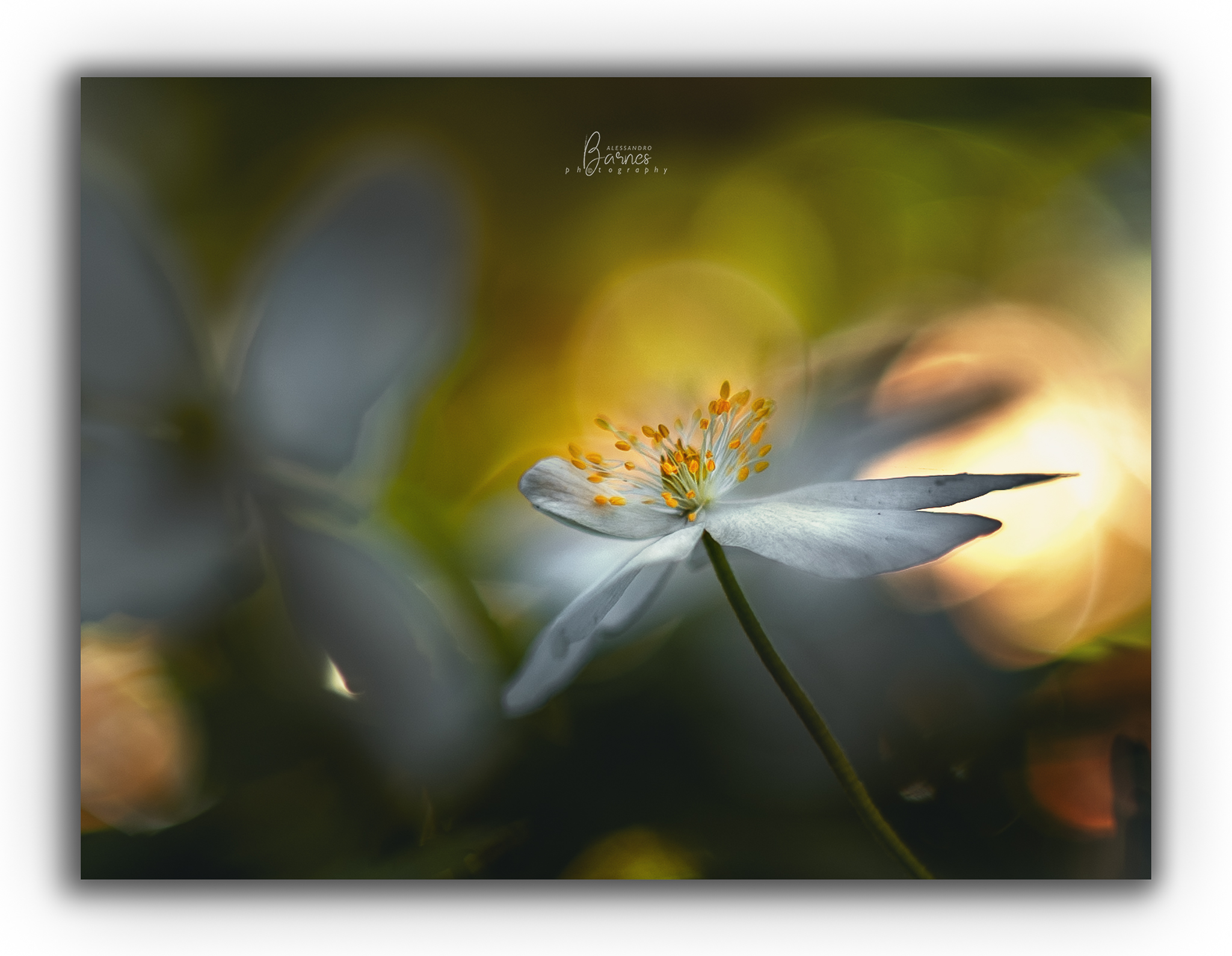 Anemone Sylvestris  vintage lens