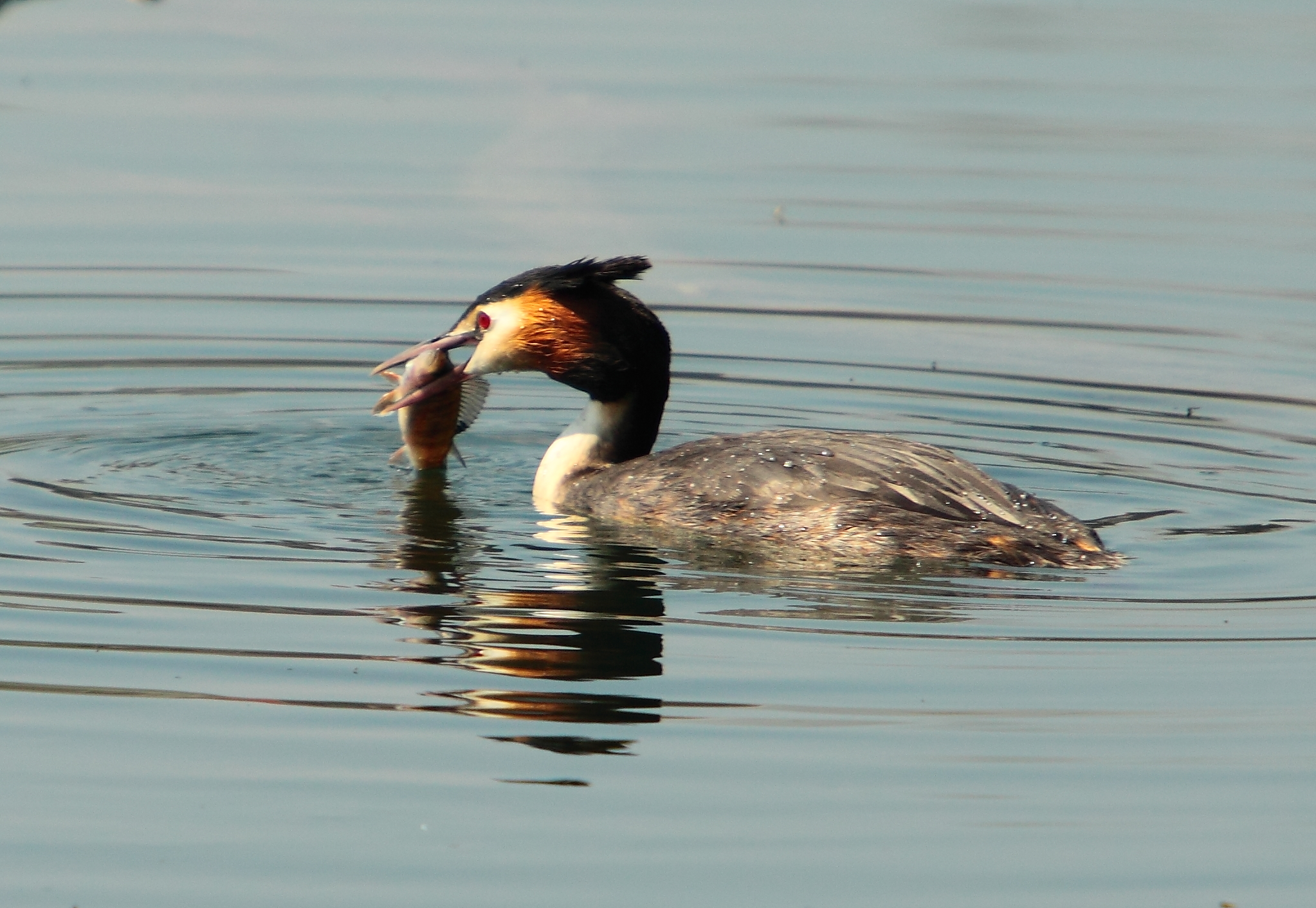 Grebe