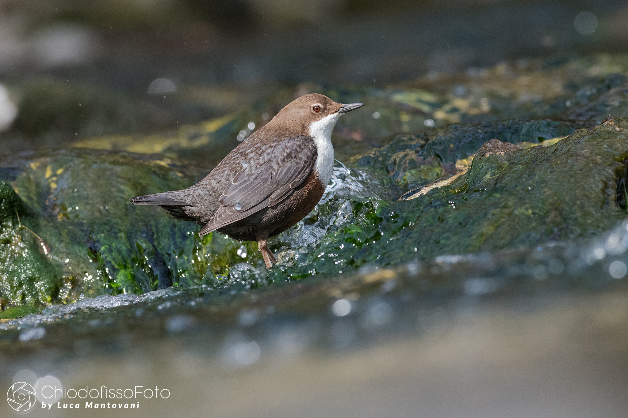 Merlo acquaiolo - Cinclus cinclus - 8