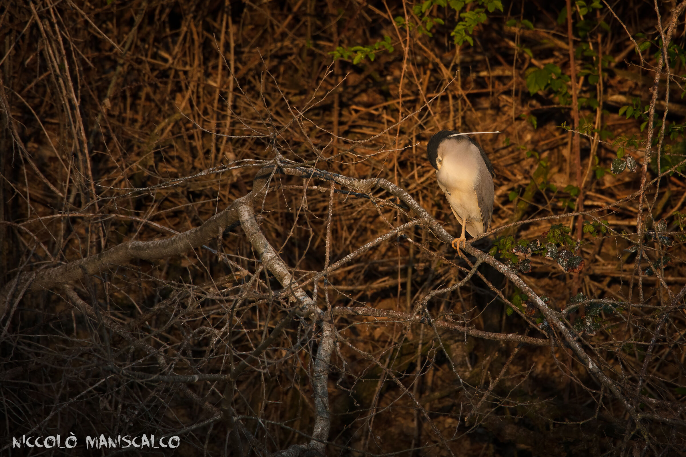 Sleeping Well in the Sunset