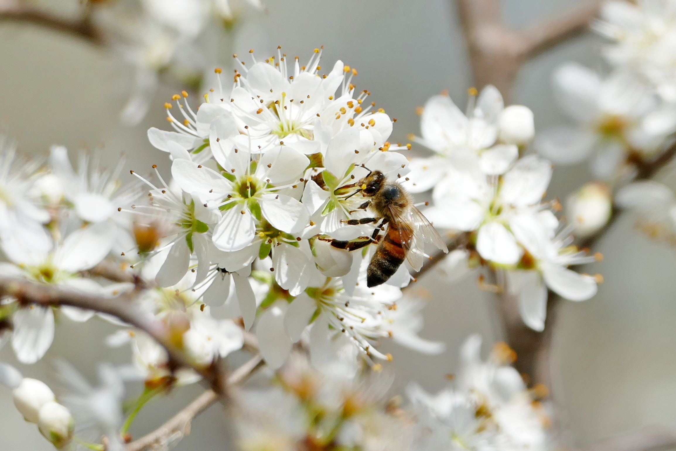 Forza piccola e tenace ape!!!!