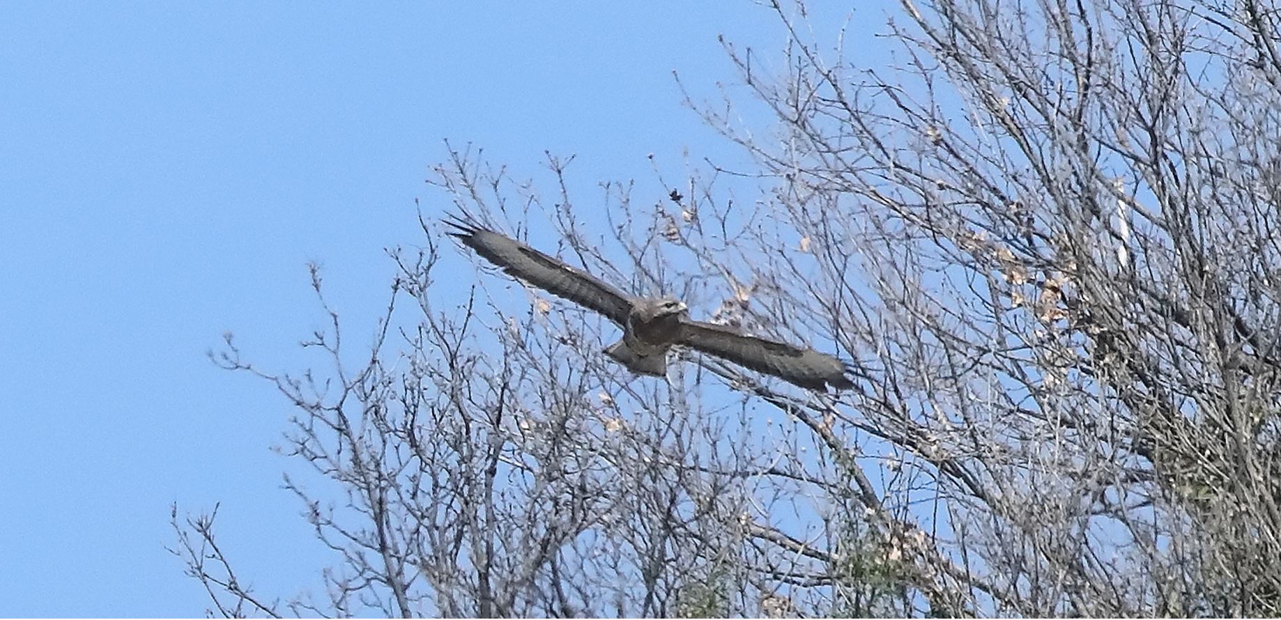 Buzzard 25-03-2022