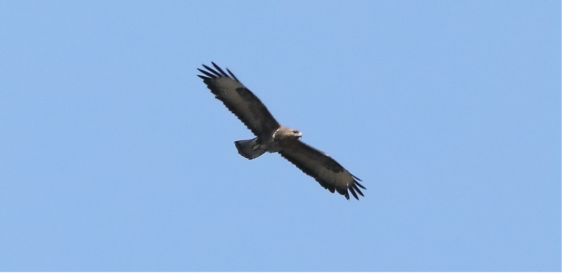 Buzzard 25-03-2022