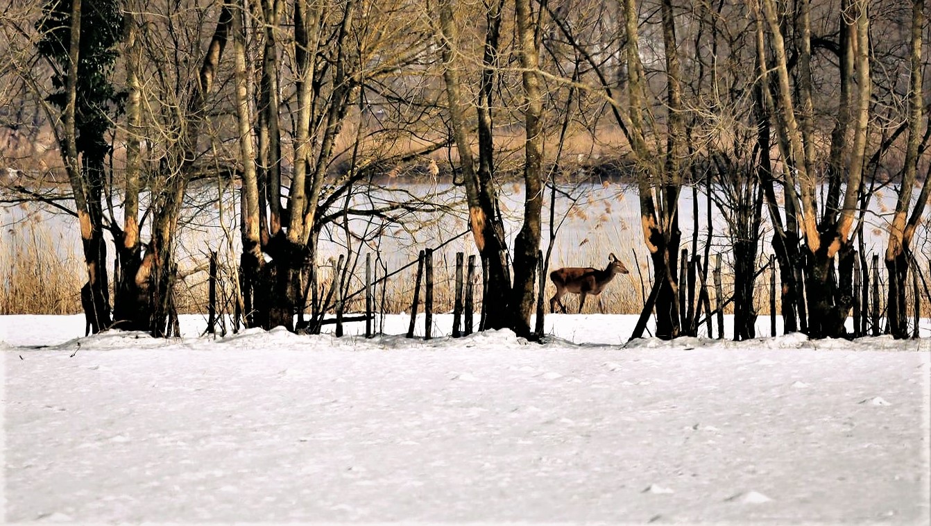 Dopo la nevicata