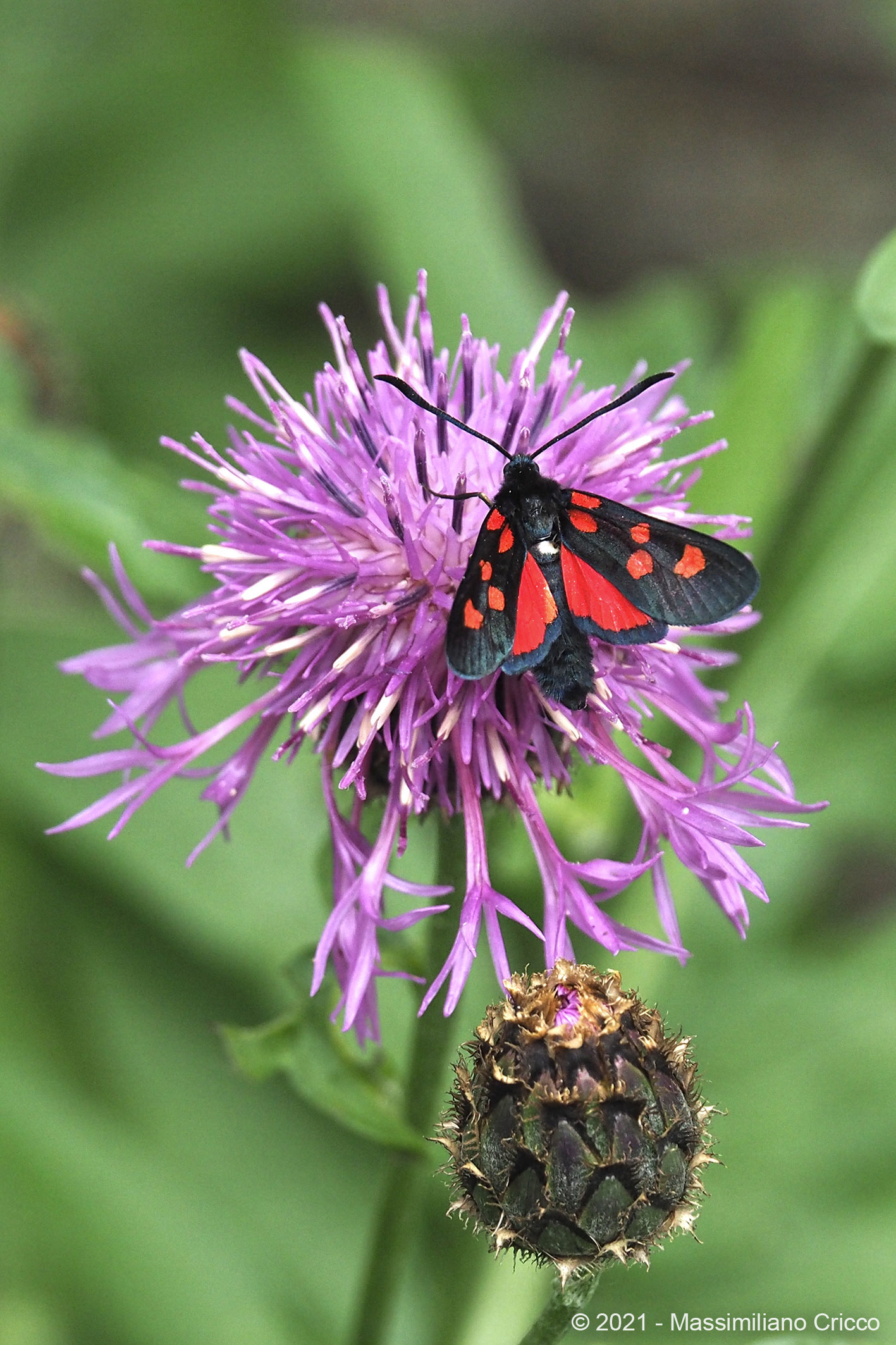 Zygaena transalpina su Globularia nudicaulis