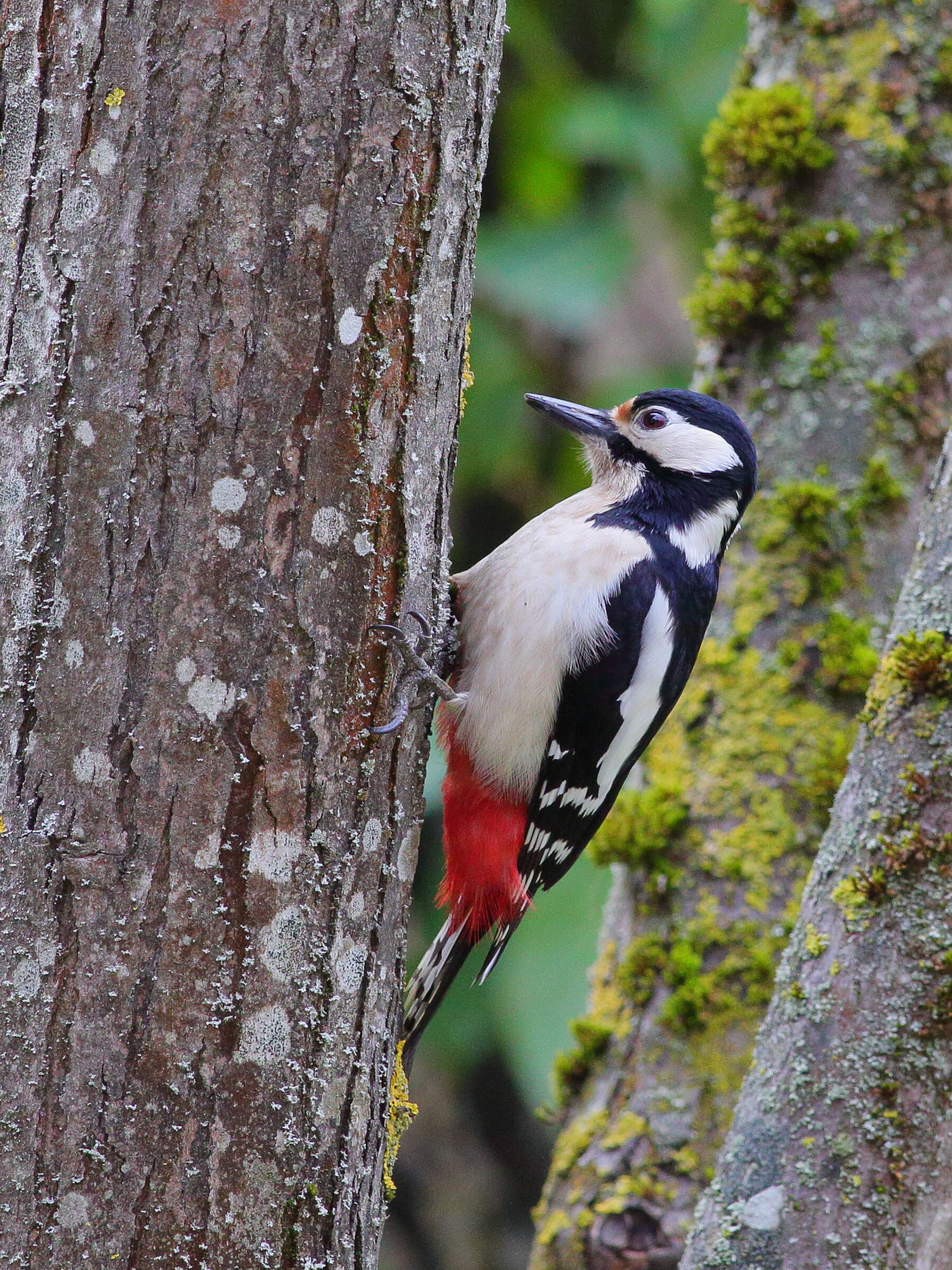 Dendrocopos major   picchio rosso maggiore