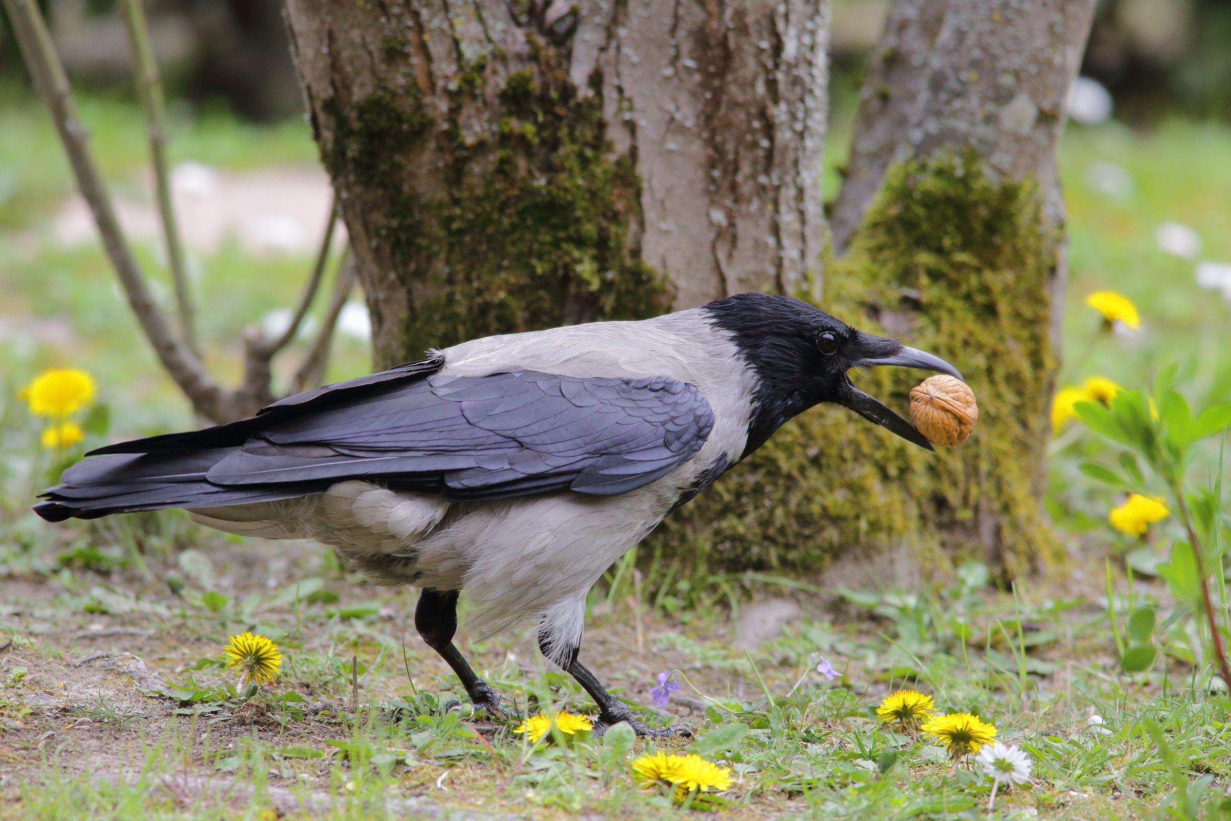 Corvus cornix    cornacchia grigia