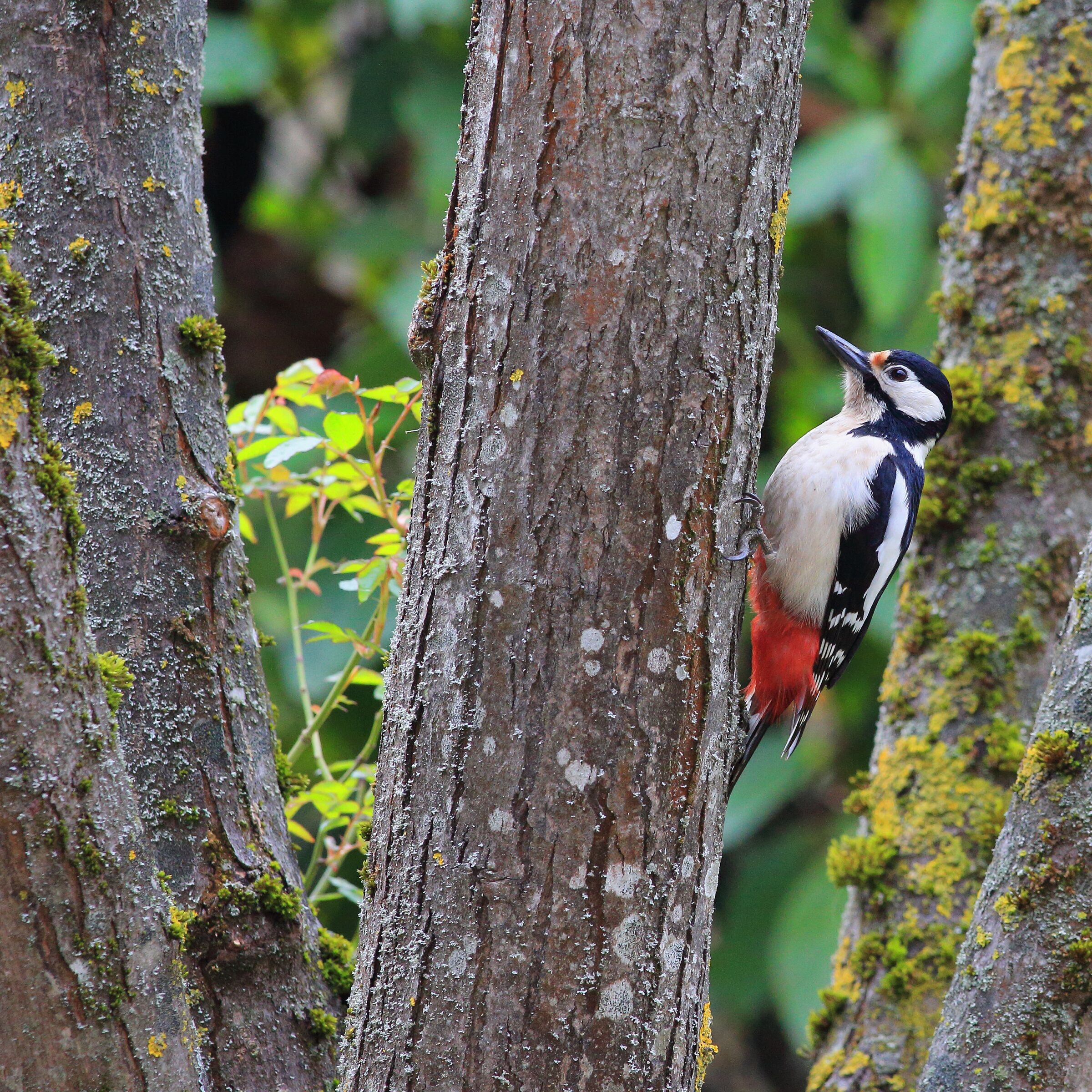 Dendrocopos major o picchio rosso maggiore