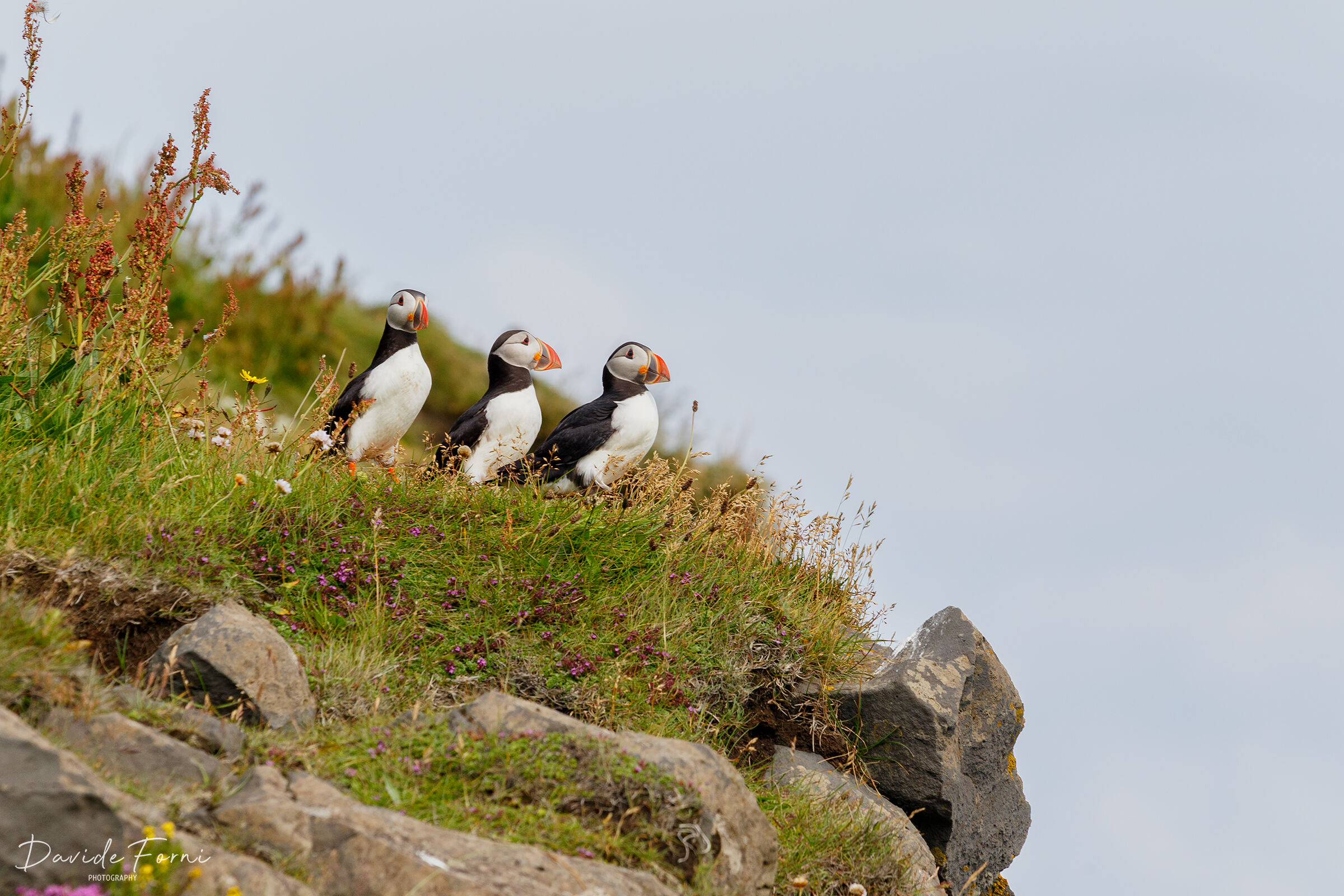 Puffin in contemplation in Reynisfjara