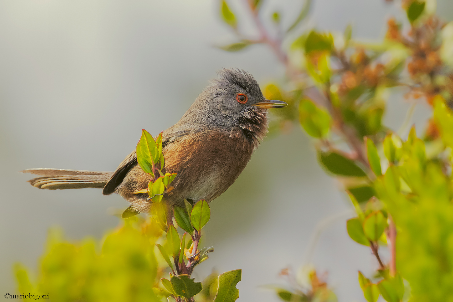 Dartford warbler