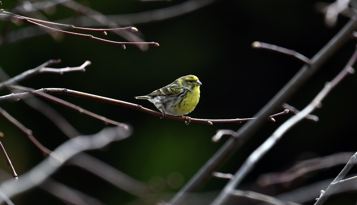 Verzellino adult male 1