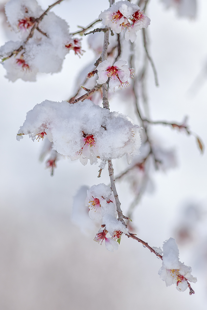 nevicata primaverile 2
