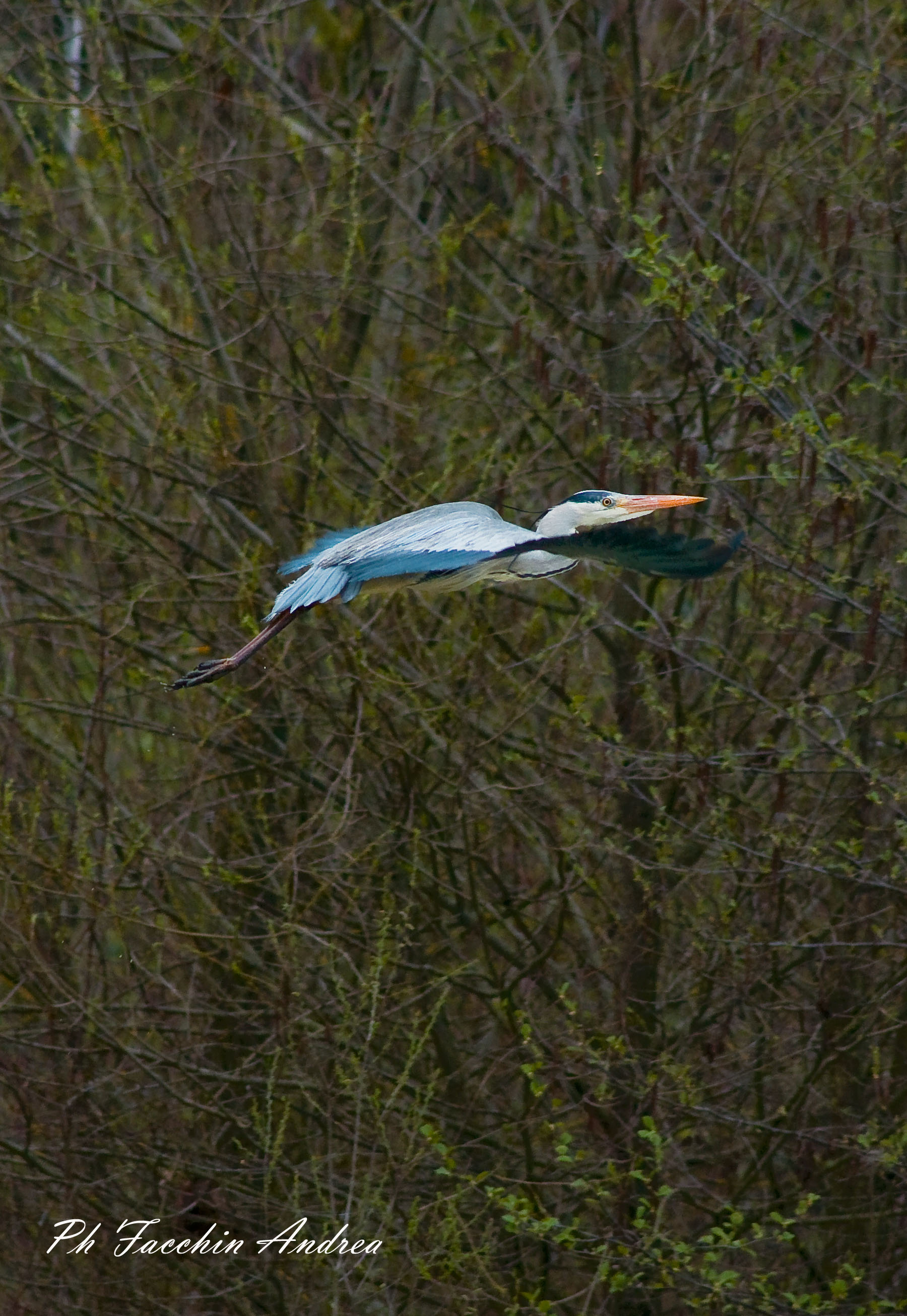 Grey Heron
