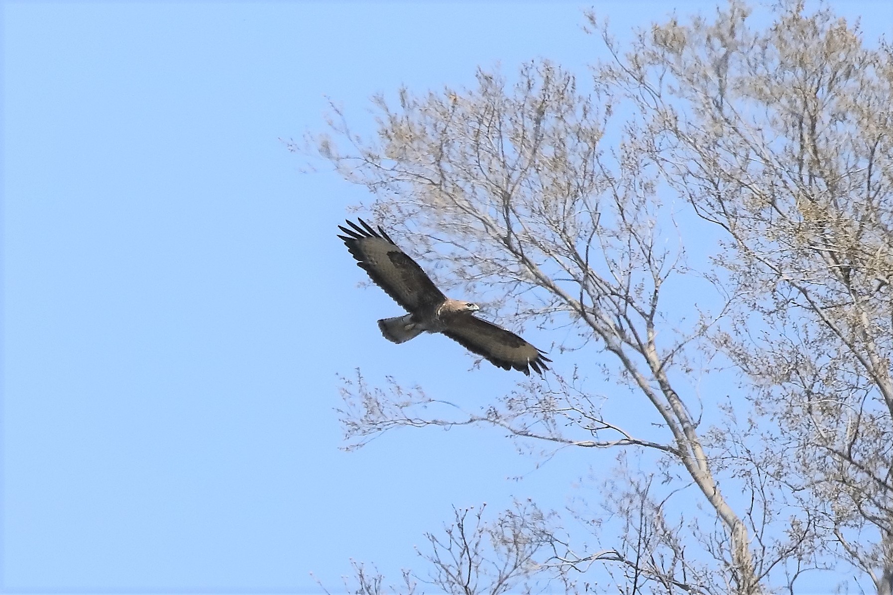 Buzzard 25-03-2022