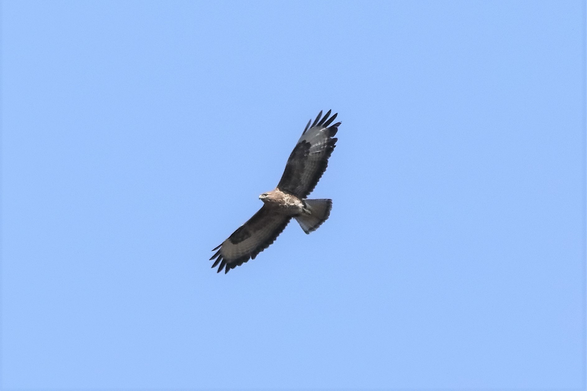 Buzzard 25-03-2022