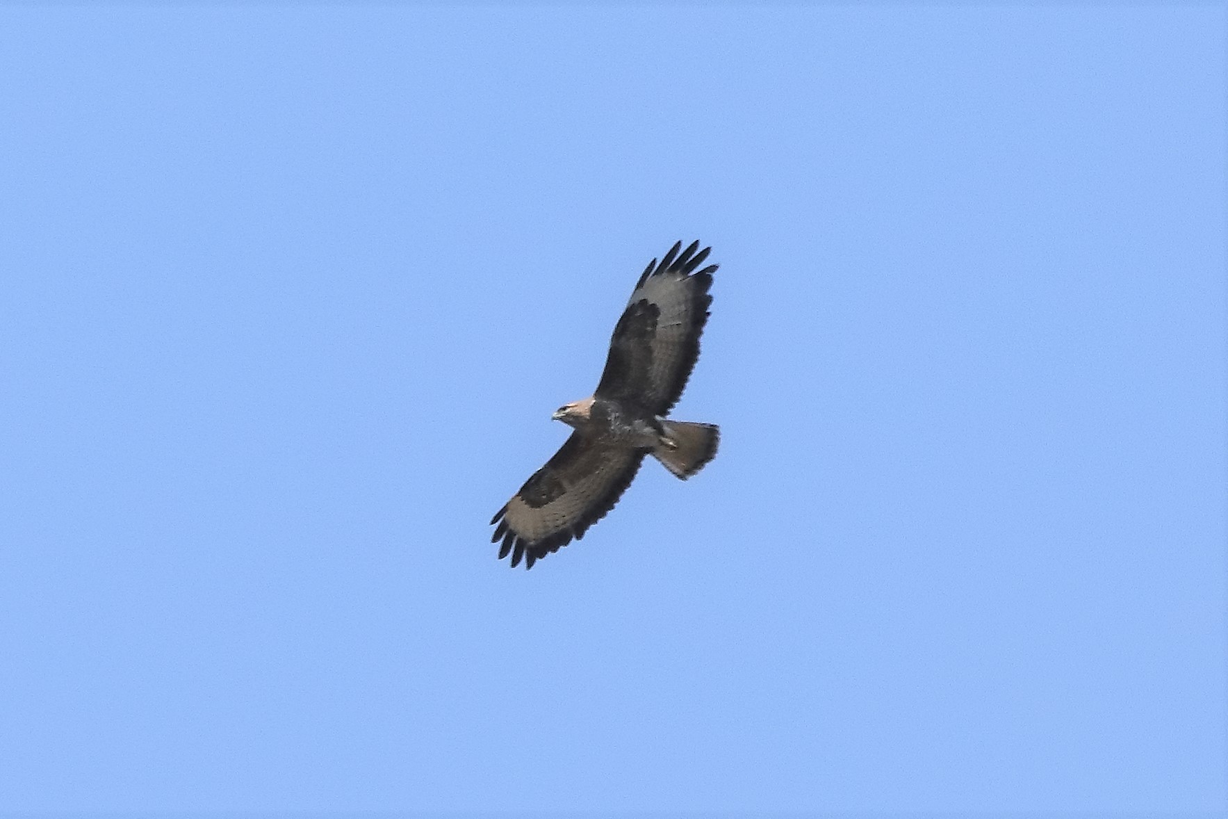 Buzzard 25-03-2022