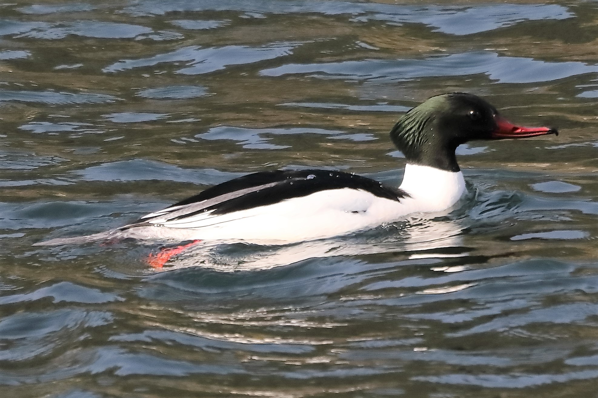 merganser M 28-03-2022