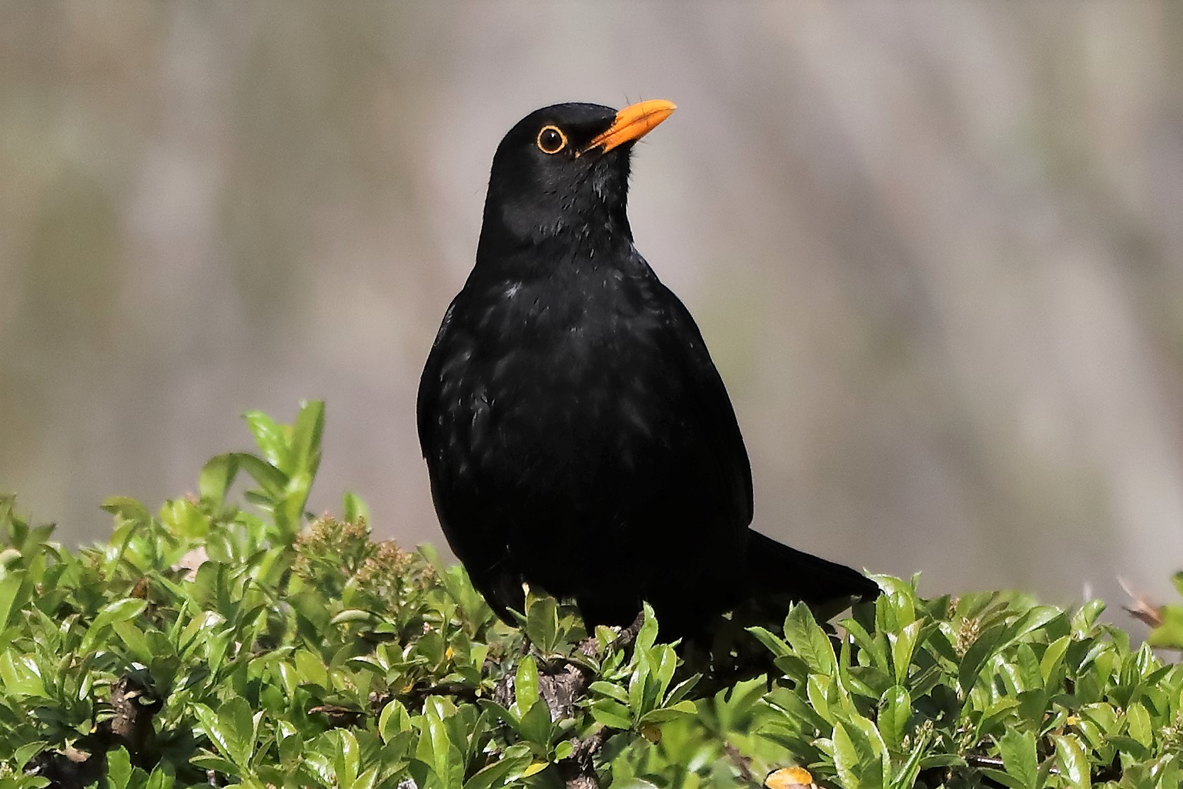 blackbird 28-03-2022