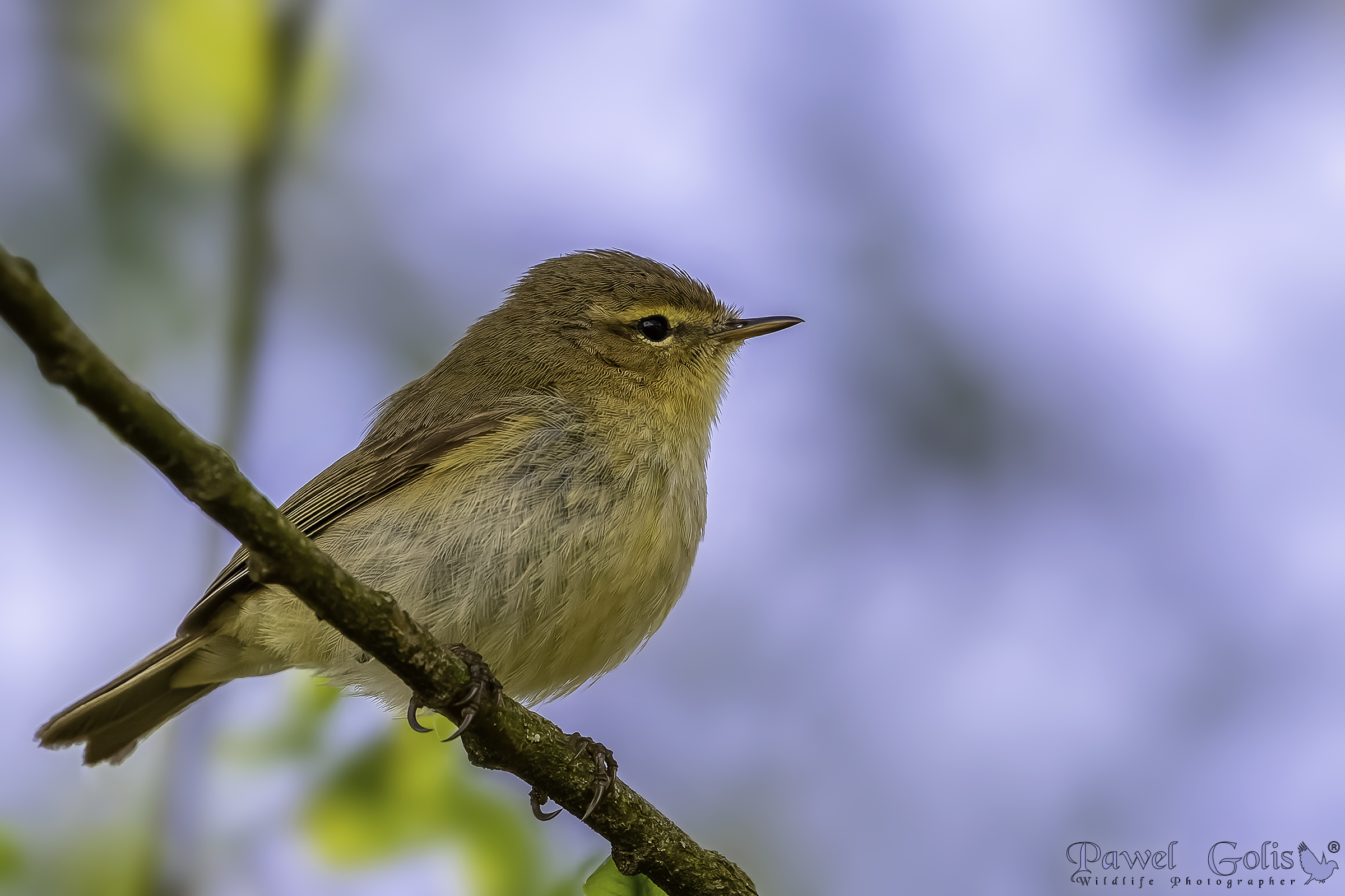 Chiffchaff comune (Phylloscopus collybita)