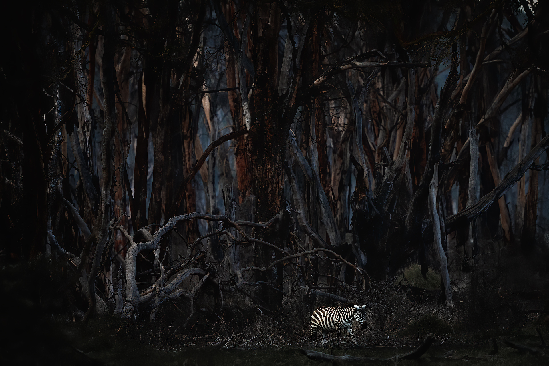 Walking in the dead forest