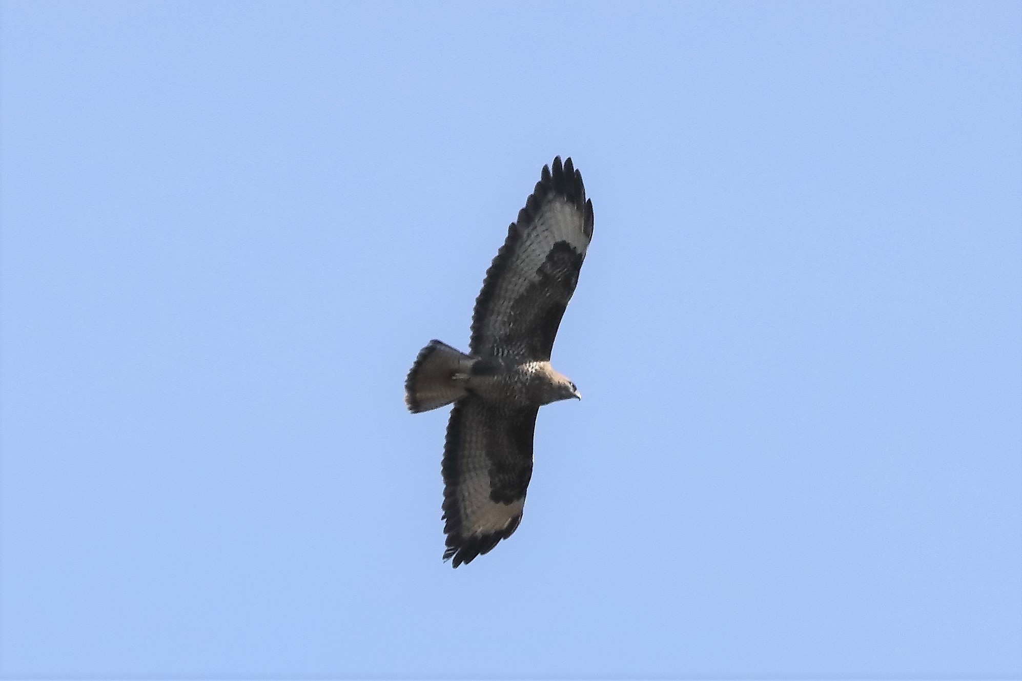 Buzzard 25-03-2022