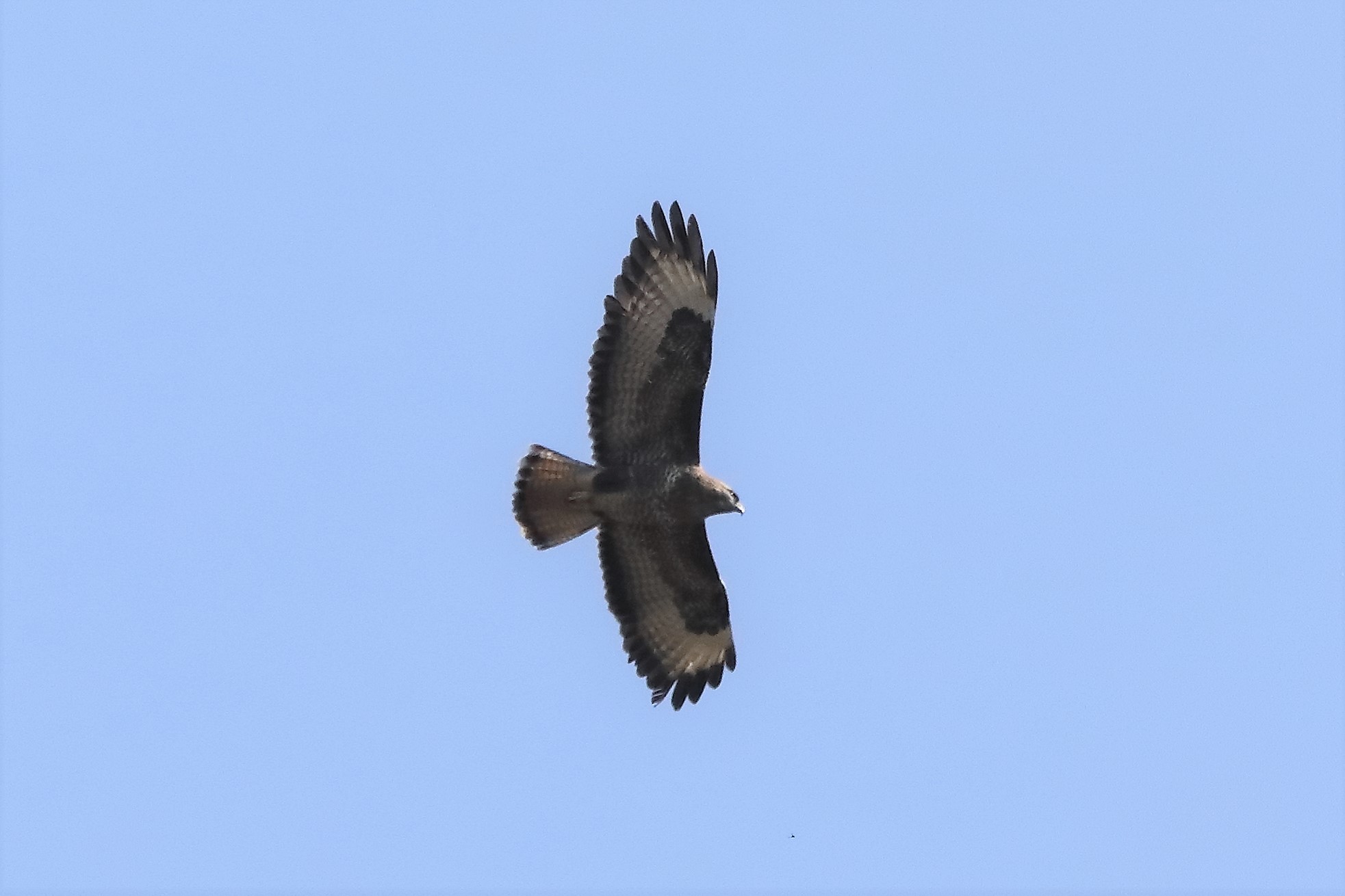 Buzzard 25-03-2022