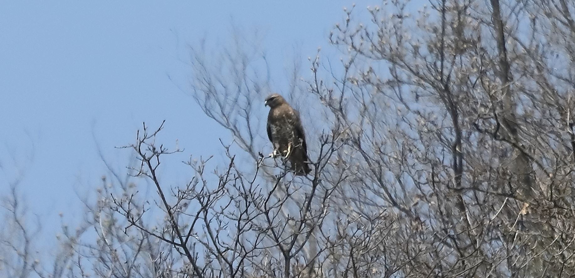 Buzzard 28-03-2022