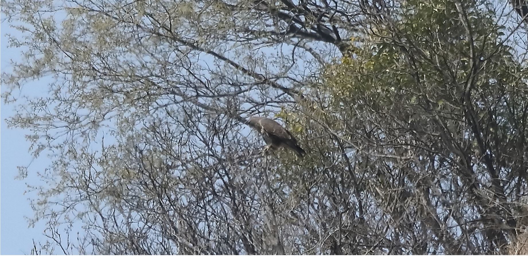 Buzzard 28-03-2022