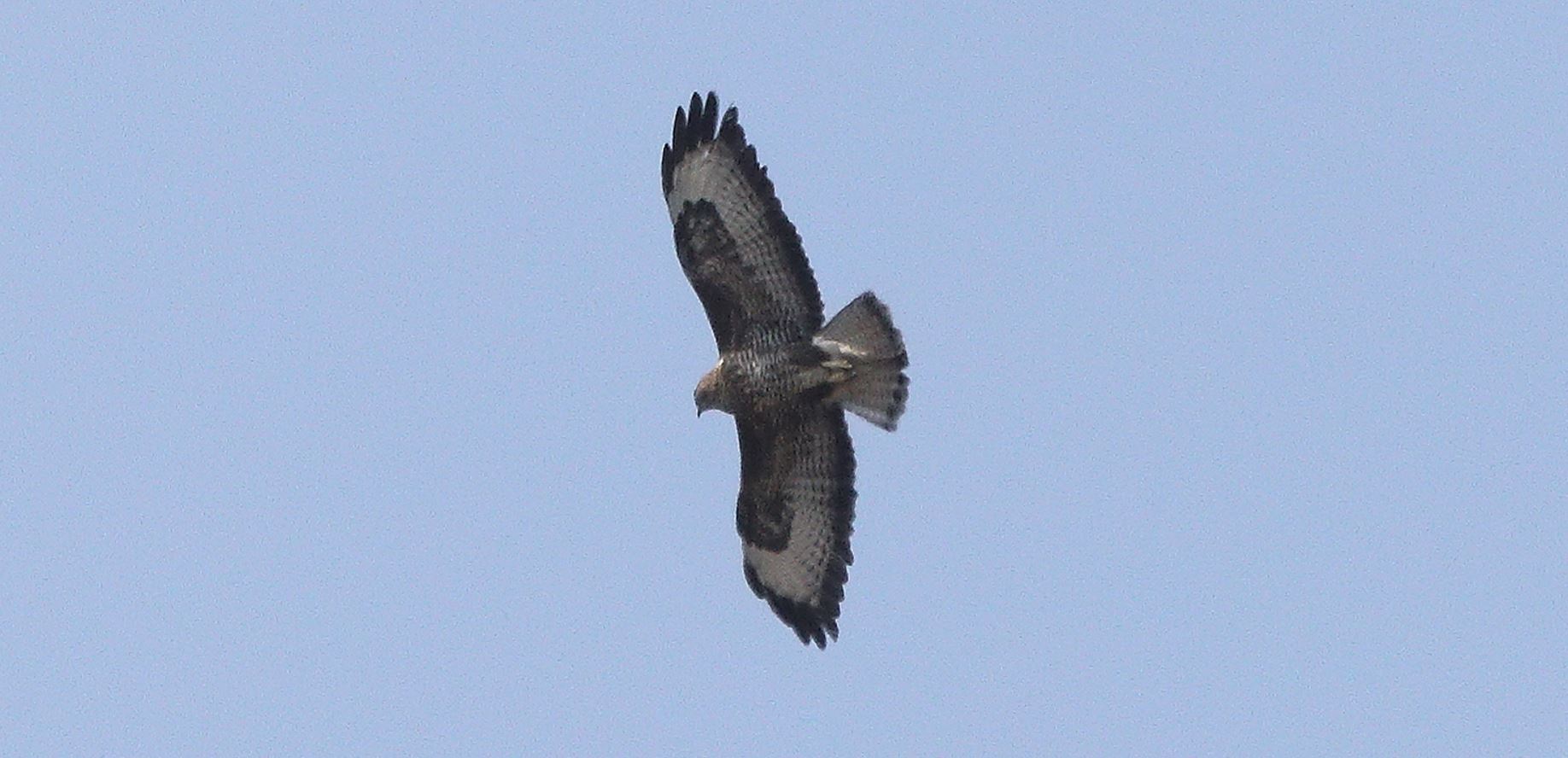 Buzzard 28-03-2022