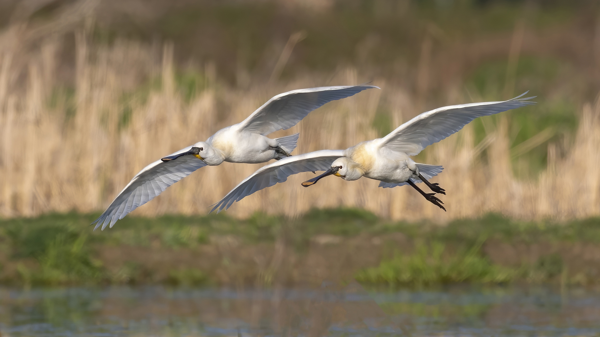 Spatole in volo sincronizzato