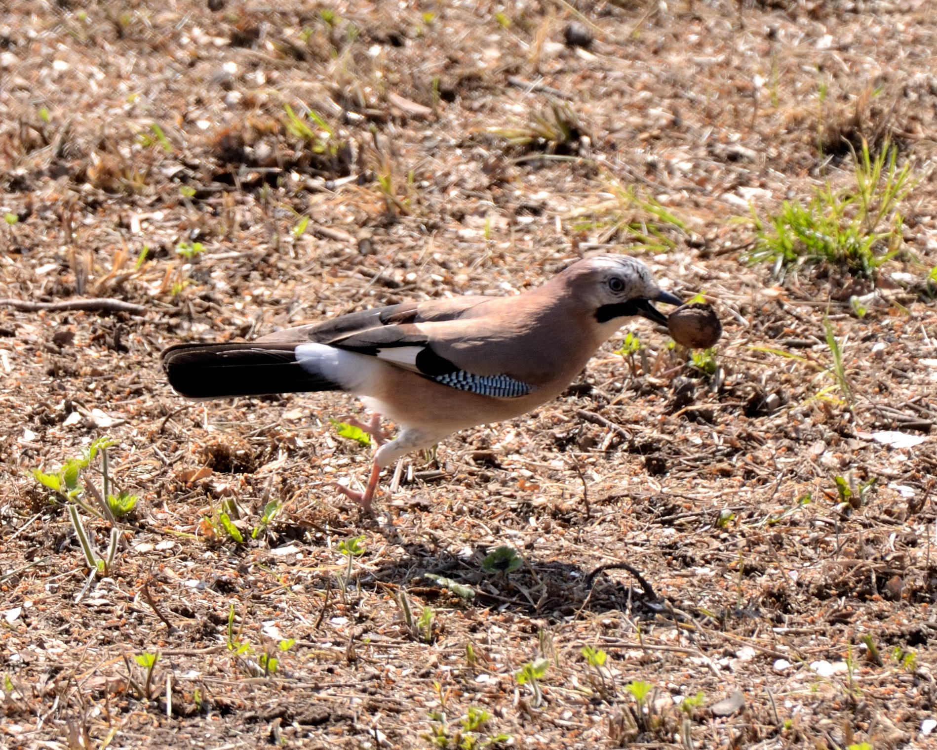 Ghiandaia ... o nociaia?!
