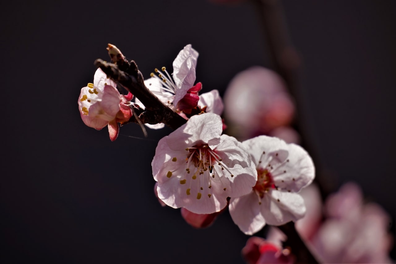 Apricot flower