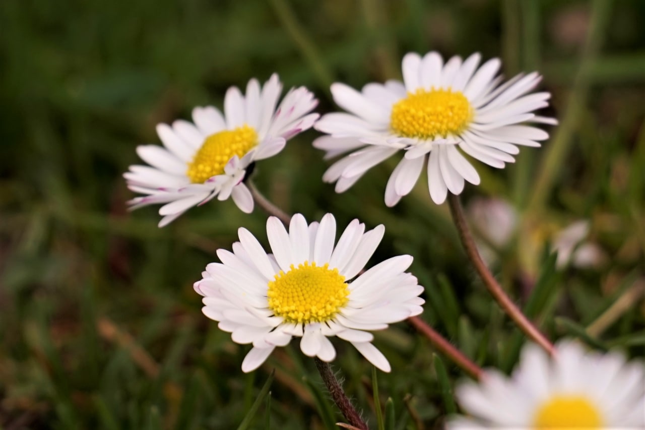 Daisies